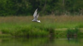 bevrijdingsdag 2022 203